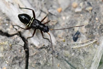 Miris striatus