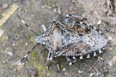 <i>Rhaphigaster nebulosa</i>