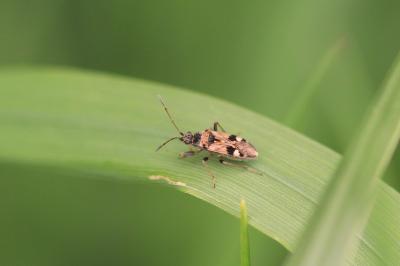 <i>Beosus maritimus</i>