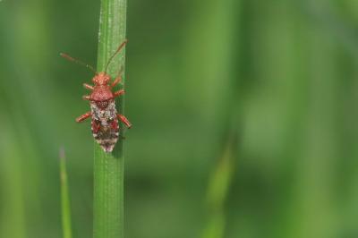<i>Rhopalus subrufus</i>
