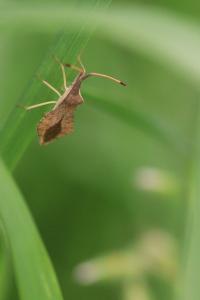 <i>Syromastus rhombeus</i>