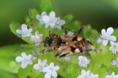 <i>Beosus maritimus</i>