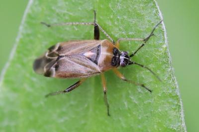 <i>Harpocera thoracica</i>