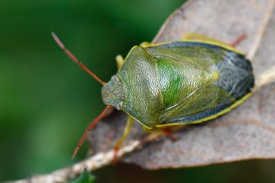<i>Piezodorus lituratus</i>