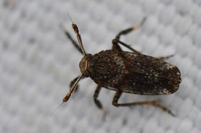 <i>Asiraca clavicornis</i>