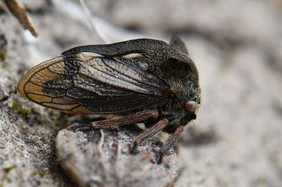 <i>Centrotus cornutus</i>