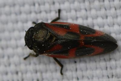 <i>Haematoloma dorsata</i>
