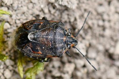 <i>Holcogaster fibulata</i>