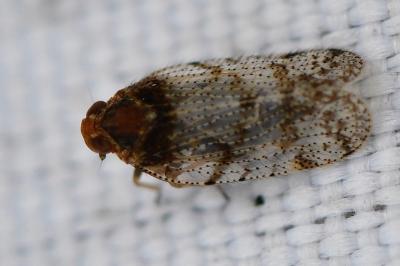 <i>Tachycixius pilosus</i>