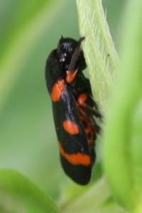<i>Cercopis intermedia</i>