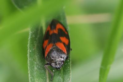 <i>Cercopis vulnerata</i>