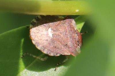 <i>Dyroderes umbraculatus</i>