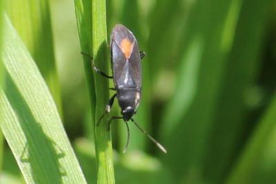 <i>Aphanus rolandri</i>