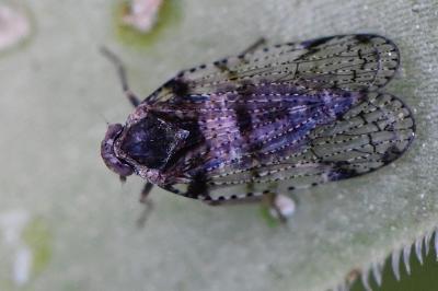 <i>Cixius</i>