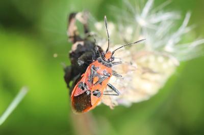 <i>Corizus hyoscyami</i>
