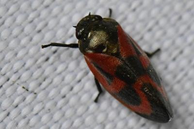 <i>Haematoloma dorsata</i>