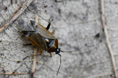 <i>Harpocera thoracica</i>