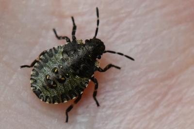 <i>Pentatoma rufipes</i>