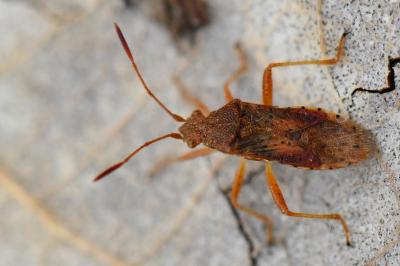 <i>Rhopalus maculatus</i>