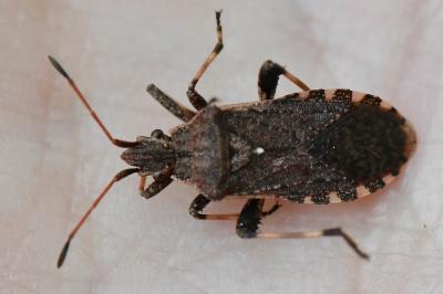 Ceraleptus gracilicornis