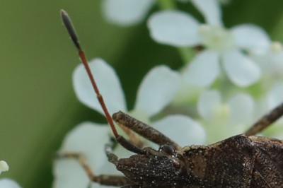 <i>Ceraleptus gracilicornis</i>