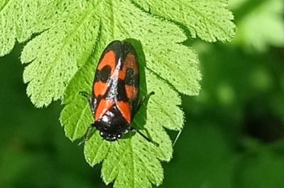 <i>Cercopis vulnerata</i>