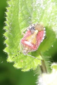 <i>Dolycoris baccarum</i>