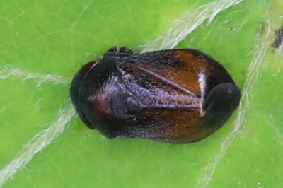 <i>Penthimia nigra</i>