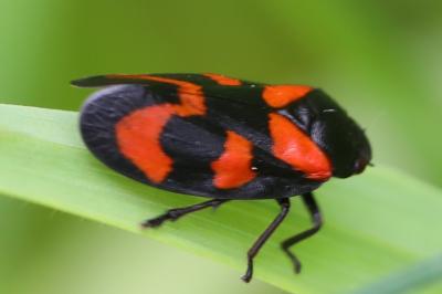 <i>Cercopis vulnerata</i>
