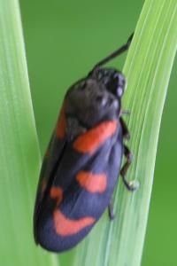 <i>Cercopis vulnerata</i>