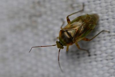 <i>Lygus pratensis</i>