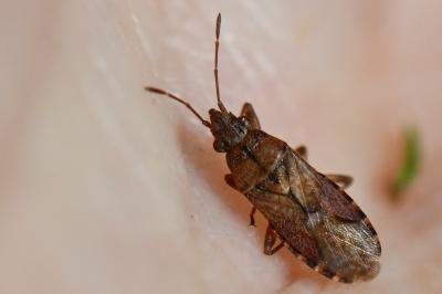 <i>Orsillus depressus</i>