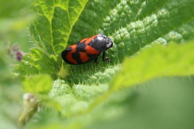 <i>Cercopis vulnerata</i>