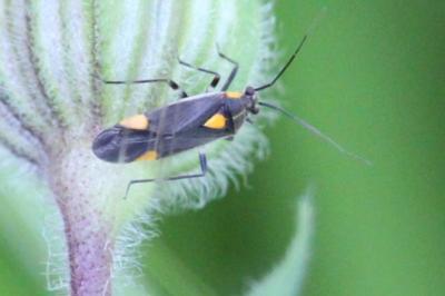 <i>Capsodes flavomarginatus</i>