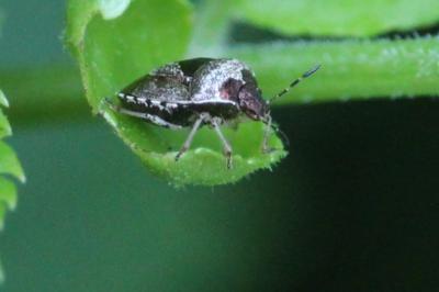 <i>Stagonomus venustissimus</i>