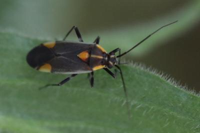 <i>Capsodes flavomarginatus</i>
