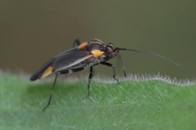 <i>Capsodes flavomarginatus</i>