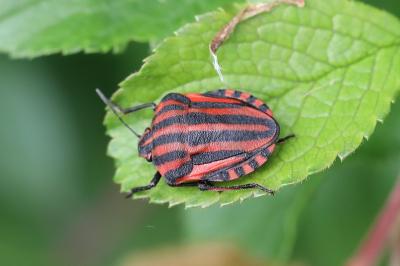 <i>Graphosoma italicum</i>