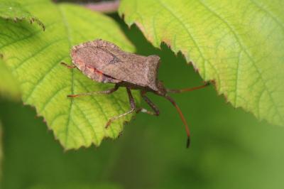 <i>Coreus marginatus</i>