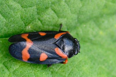 <i>Cercopis intermedia</i>