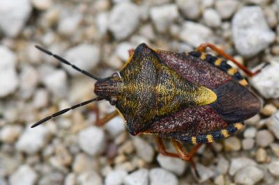 <i>Carpocoris purpureipennis</i>