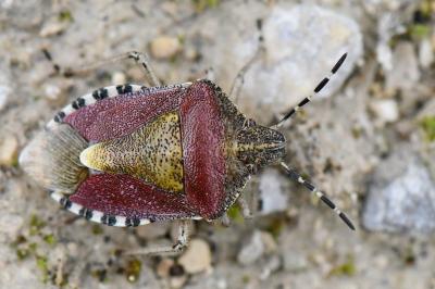 <i>Dolycoris baccarum</i>