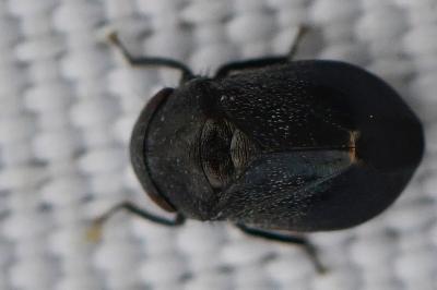 <i>Penthimia nigra</i>