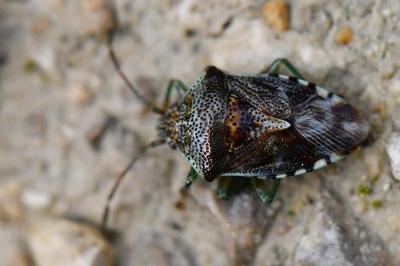 <i>Elasmucha grisea</i>
