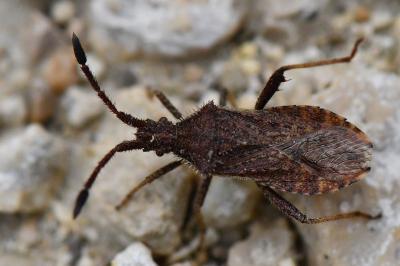 <i>Coriomeris denticulatus</i>