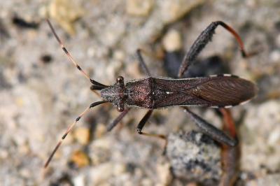 <i>Camptopus lateralis</i>