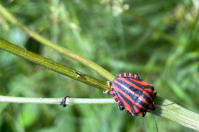 <i>Graphosoma italicum</i>