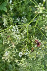 <i>Graphosoma italicum</i>