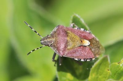 <i>Dolycoris baccarum</i>