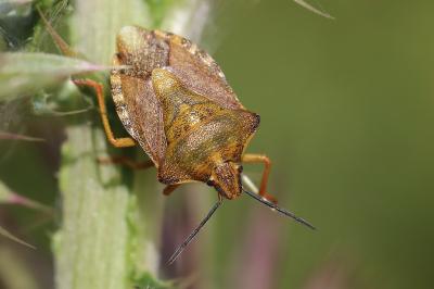 <i>Carpocoris purpureipennis</i>
